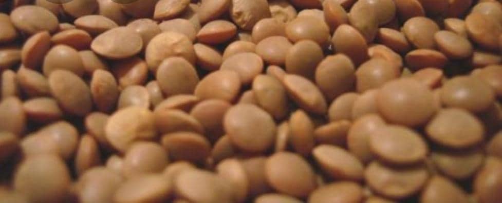 74782087 1414444122051817 3826456238829338624 n - مجلة زوران