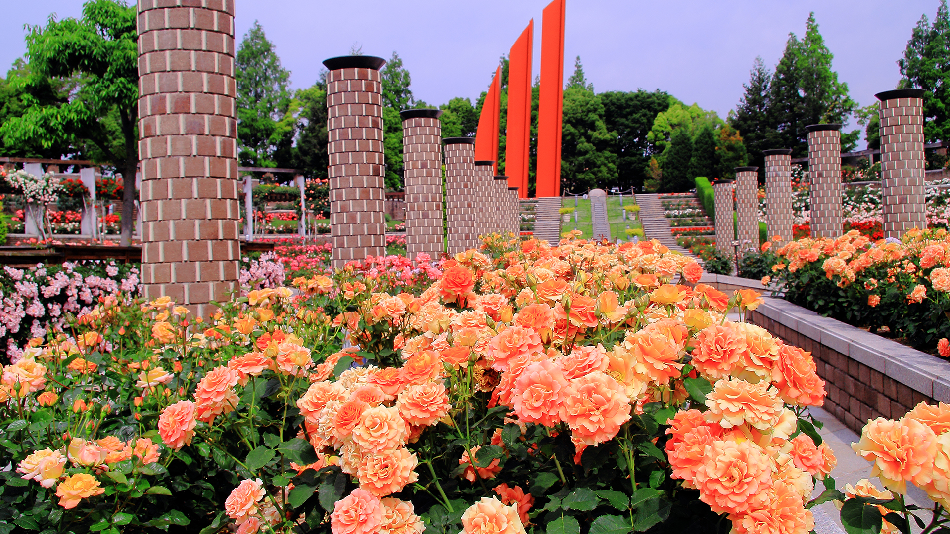 حدائق الورود في اليابان تجذب السائحين من كافة اقطار العالم
