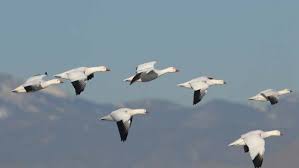 zooran234 - مجلة زوران