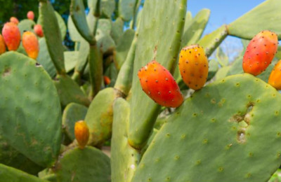 الصبار ضد الجفاف - مجلة زوران