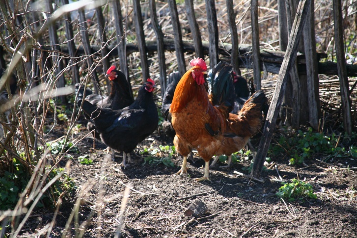 تقرير البيض مجلة زوران 3 - مجلة زوران