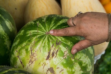 كيفية معرفة البطيخ انه ناضج 1 - مجلة زوران