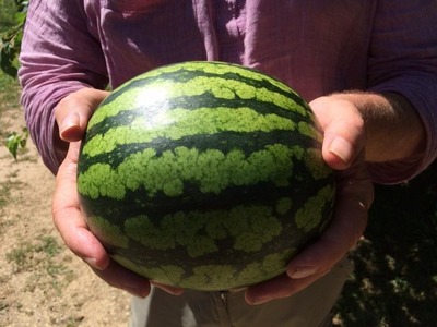 كيفية معرفة البطيخ انه ناضج 4 - مجلة زوران