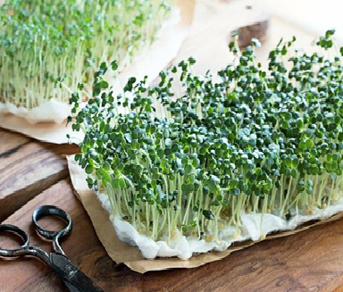 4447777 - مجلة زوران