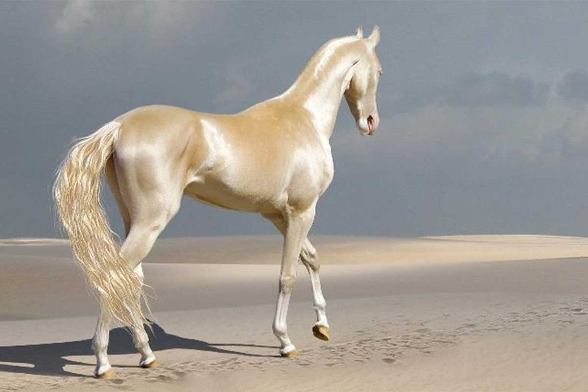 الحصان التركماني. - مجلة زوران