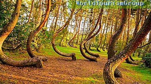 الغابة الملتوية .