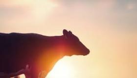 الأبقار الضاحكة والقوافل الضاحكة: تتمتع الحيوانات بضحكة جيدة بين الحين والآخر