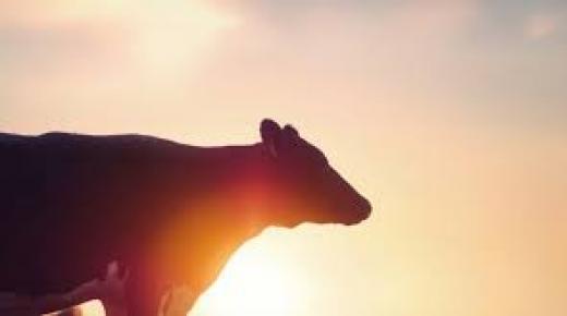 الأبقار الضاحكة والقوافل الضاحكة: تتمتع الحيوانات بضحكة جيدة بين الحين والآخر