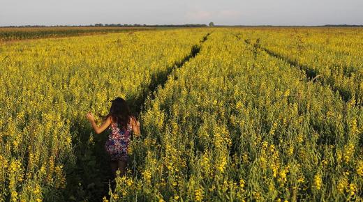 تتضاعف نفايات المزرعة كمادة بناء