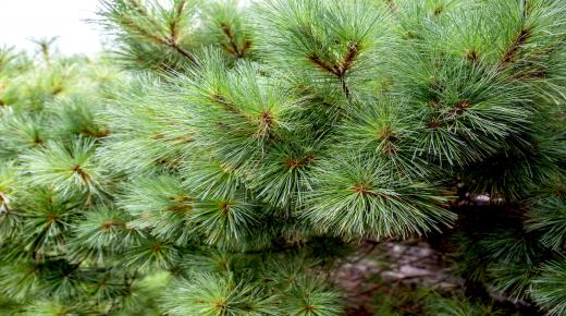 اشجار الصنوبر