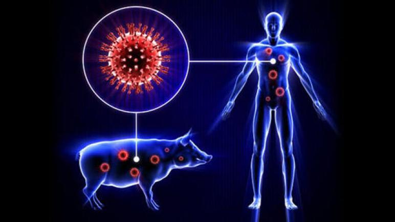 لماذا وأين فشلنا في السيطرة على انفلونزا الخنازير؟