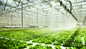 دفيئات الأمل