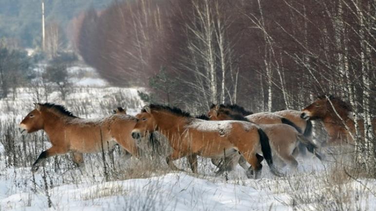 إحساس الحصان: الخيول البرية تخرج من العاصفة