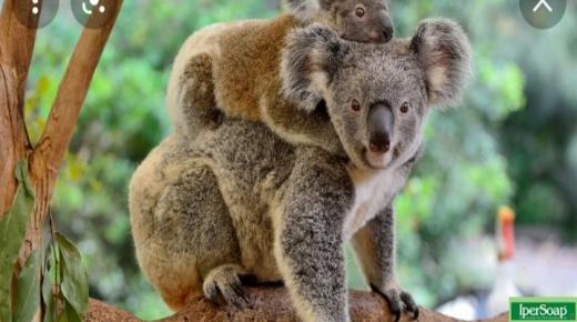 حيوان الكوالا