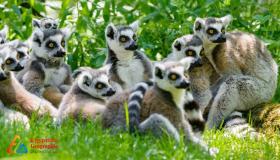 مدغشقر،جزيرة الليمور