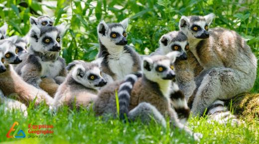 مدغشقر،جزيرة الليمور
