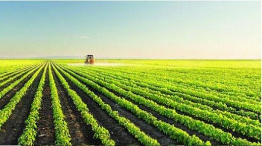 جينات أفضل لمزيد من المحاصيل .