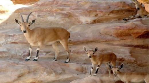 منجم النحاس يهدد أكبر محمية طبيعية في الأردن.