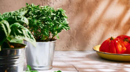 طريقتان للحفاظ على الريحان المجعد