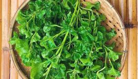 ماهو الجرجير