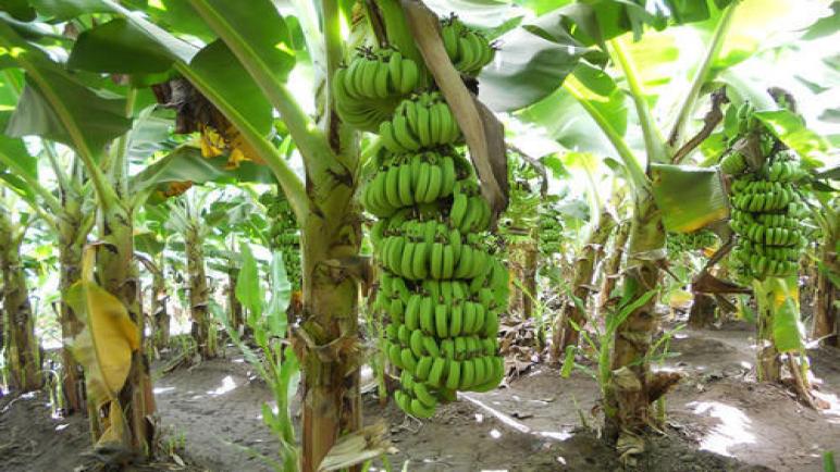 الفاكهة الاستوائية وشبه الاستوائية: الموز