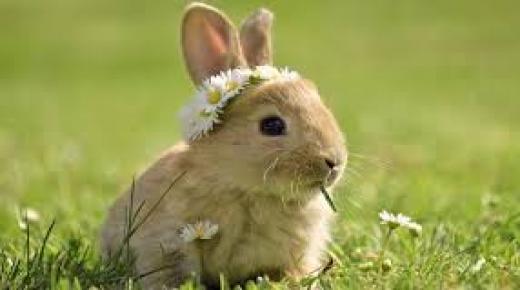 الأرانب: العادات والنظام الغذائي وحقائق أخرى