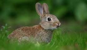 الحياة البرية(الأرانب)