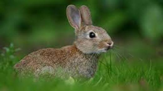 الحياة البرية(الأرانب)