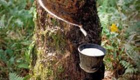 المطاط مصادره و إستخداماته.