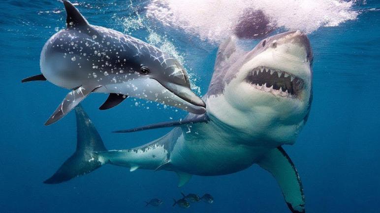 أسباب تجعل أسماك القرش تخاف من الدلافين