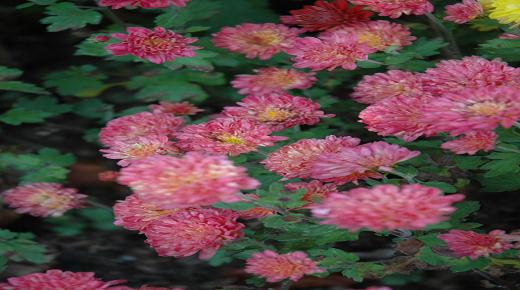 أقحوان روز غرينادين