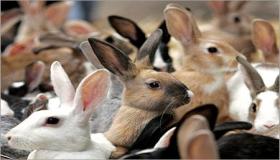 الأرانب قامت باكتشاف أثري مهم