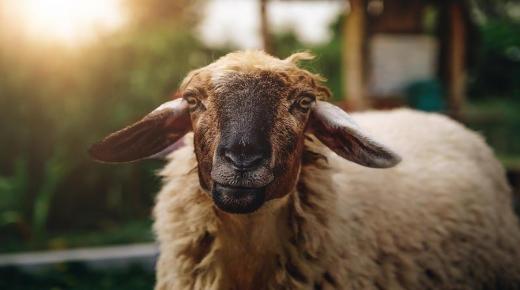 ذبح المواشي