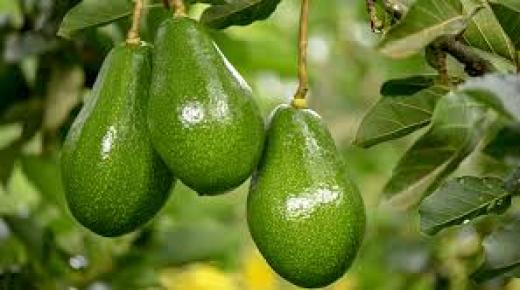 تظهر طفرة الأفوكادو في كولومبيا التكاليف الخفية لـ “الذهب الأخضر”