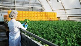 الانتاج المحلي.