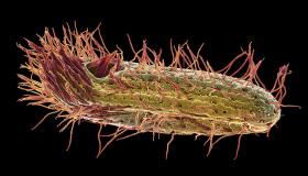 الأهداب الأولية