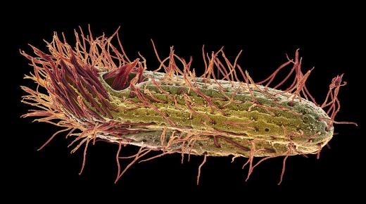 الأهداب الأولية