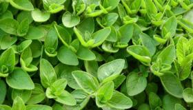 البردقوش في فن الطهو