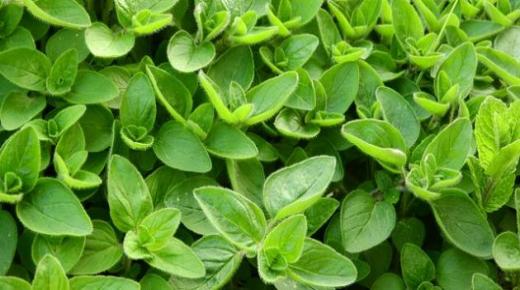 البردقوش في فن الطهو