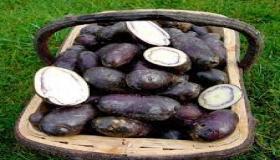البطاطس السوداء