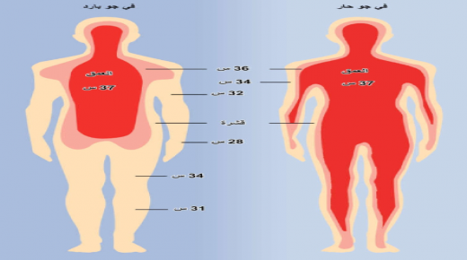 التنظيم الحراري داخل جسم الانسان