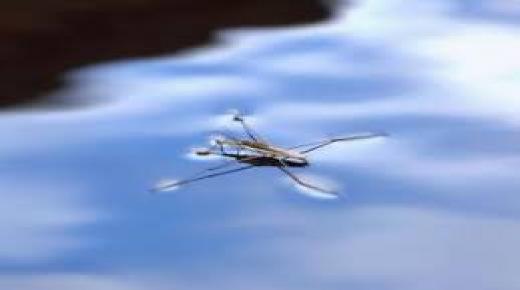 التوتر السطحي