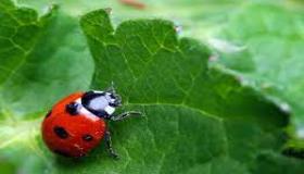 الخنفساء الورقية