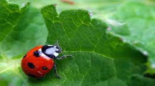 الخنفساء الورقية