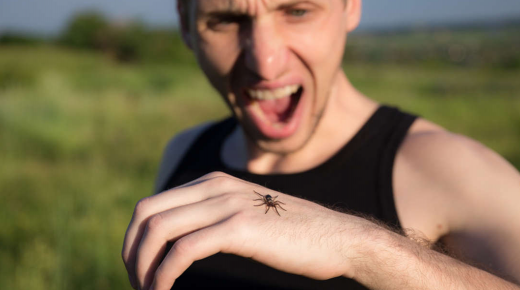 الخوف من العناكب وكيفية التغلب عليها