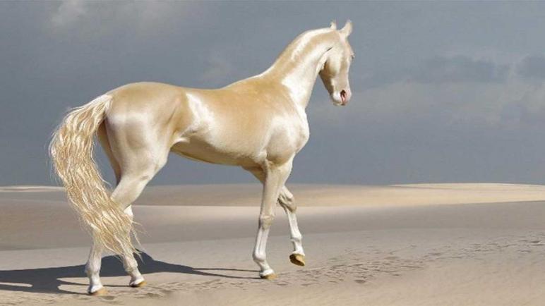 الحصان التركماني.