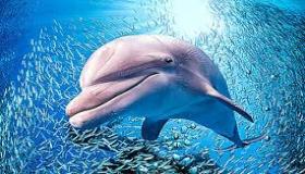 احمِ الدلافين البرية: استمتع بها من مسافة بعيدة