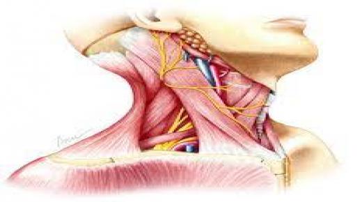 عضلات الرقبة