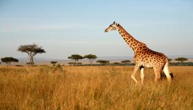 الزرافة ( Giraffa )