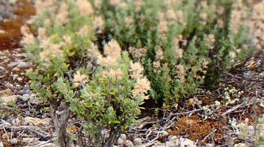 الزعتر البري